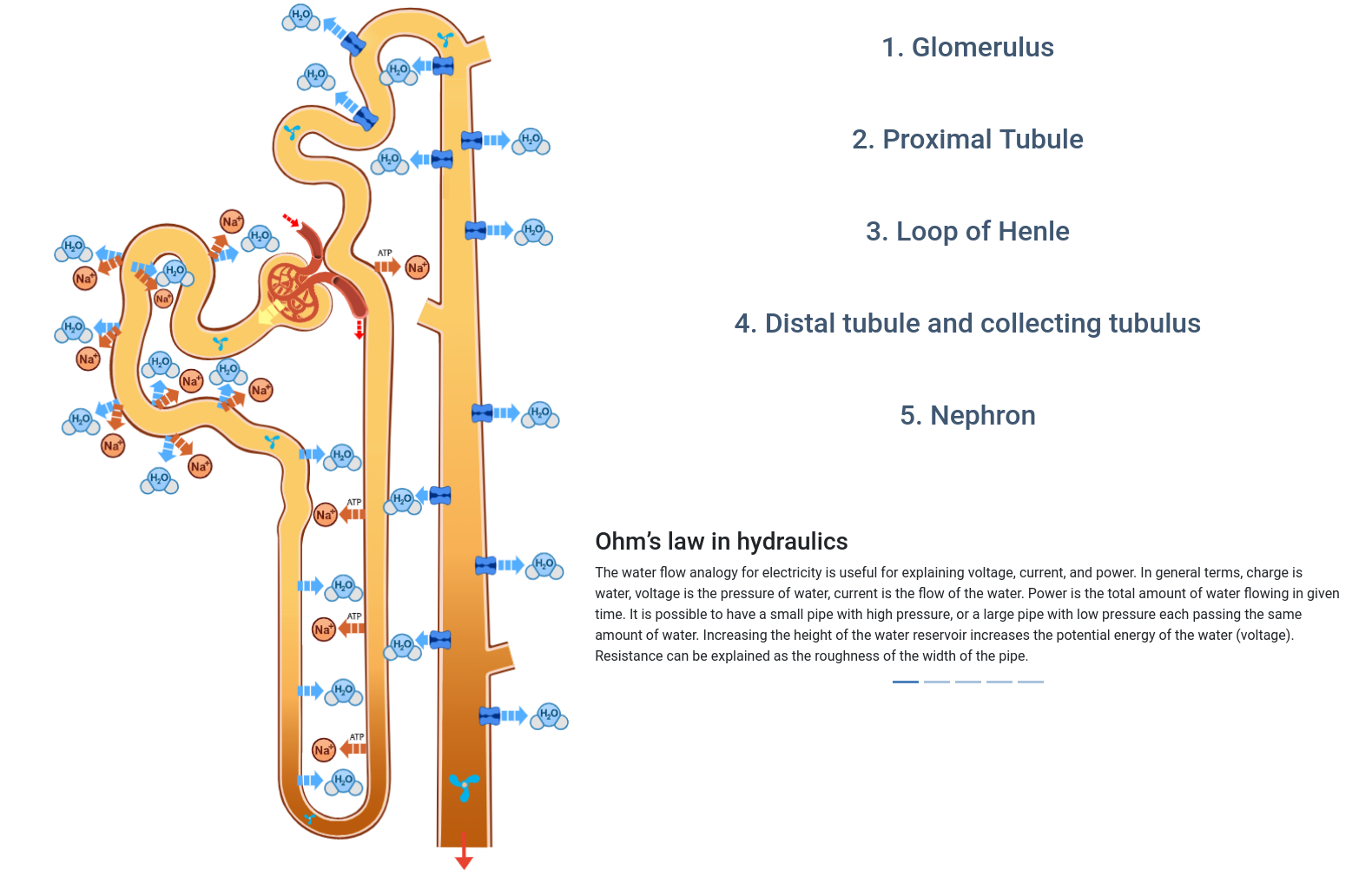 Nephron simulator